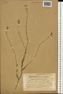 Neslia paniculata (L.) Desv., Eastern Europe, Belarus (E3a) (Belarus)
