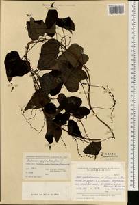 Dioscorea, South Asia, South Asia (Asia outside ex-Soviet states and Mongolia) (ASIA) (China)