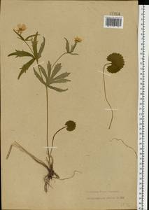 Ranunculus cassubicus L., Eastern Europe, Moscow region (E4a) (Russia)