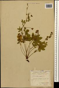 Potentilla reptans L., Caucasus, Azerbaijan (K6) (Azerbaijan)