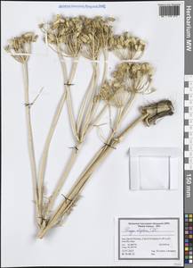 Prangos uloptera DC., South Asia, South Asia (Asia outside ex-Soviet states and Mongolia) (ASIA) (Iran)