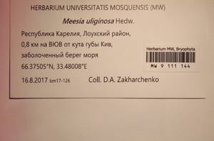 MW 9 111 144, Meesia uliginosa Hedw., Bryophytes, Bryophytes - Karelia, Leningrad & Murmansk Oblasts (B4) (Russia)