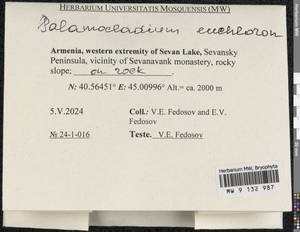 Palamocladium euchloron (Bruch ex Müll. Hal.) Wijk & Margad., Bryophytes, Bryophytes - Transcaucasia (B13) (Armenia)