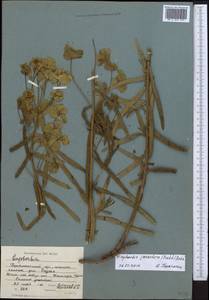 Euphorbia virgata Waldst. & Kit., Middle Asia, Western Tian Shan & Karatau (M3) (Uzbekistan)