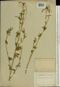 Melilotus officinalis (L.)Pall., Eastern Europe, Central forest region (E5) (Russia)