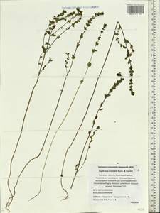 Euphrasia × vernalis List, Eastern Europe, North-Western region (E2) (Russia)