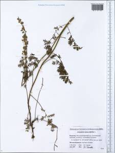 Artemisia tanacetifolia L., Siberia, Baikal & Transbaikal region (S4) (Russia)