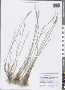 Poa sterilis M.Bieb., Caucasus, Black Sea Shore (from Novorossiysk to Adler) (K3) (Russia)