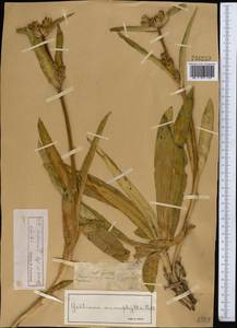 Gentiana macrophylla var. fetissowii (Regel & Winkler) Ma & K. C. Hsia, Middle Asia, Dzungarian Alatau & Tarbagatai (M5) (Kazakhstan)