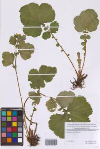 Geum macrophyllum Willd., Eastern Europe, Moscow region (E4a) (Russia)