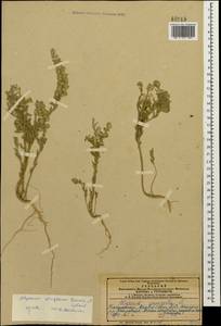 Alyssum strigosum Banks & Sol., Caucasus, Azerbaijan (K6) (Azerbaijan)