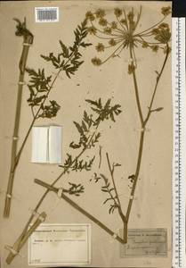 Silphiodaucus prutenicus subsp. prutenicus, Eastern Europe, Central forest-and-steppe region (E6) (Russia)