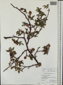 Rosa dumalis Bechst., Eastern Europe, Middle Volga region (E8) (Russia)