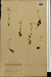 Saxifraga sibirica L., Caucasus, Armenia (K5) (Armenia)