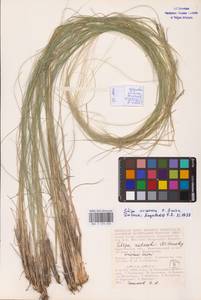Stipa ucrainica P.A.Smirn., Eastern Europe, Lower Volga region (E9) (Russia)