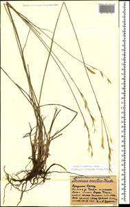 Bromus riparius Rehmann, Caucasus, Stavropol Krai, Karachay-Cherkessia & Kabardino-Balkaria (K1b) (Russia)