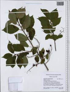 Prunus padus L., South Asia, South Asia (Asia outside ex-Soviet states and Mongolia) (ASIA) (China)