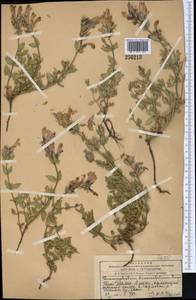 Dracocephalum diversifolium Rupr., Middle Asia, Western Tian Shan & Karatau (M3) (Kazakhstan)