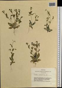 Draba nemorosa L., Siberia, Altai & Sayany Mountains (S2) (Russia)