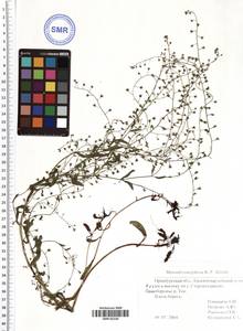 Myosotis laxa (Sam.) Hyl. ex Nordh., Eastern Europe, Eastern region (E10) (Russia)