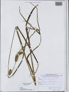 Carex vesicaria L., Caucasus, South Ossetia (K4b) (South Ossetia)