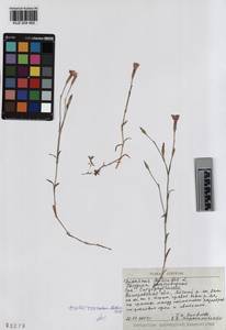 KUZ 004 465, Dianthus deltoides, Siberia, Altai & Sayany Mountains (S2) (Russia)