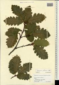 Quercus petraea (Matt.) Liebl., Crimea (KRYM) (Russia)