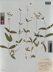KUZ 004 504, Cerastium pauciflorum Stev. ex Ser., Siberia, Altai & Sayany Mountains (S2) (Russia)