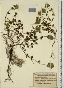 Ziziphora clinopodioides Lam., Caucasus, Stavropol Krai, Karachay-Cherkessia & Kabardino-Balkaria (K1b) (Russia)