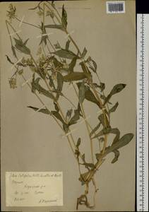 Silene vulgaris (Moench) Garcke, Siberia, Yakutia (S5) (Russia)
