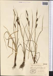 Carex songorica Kar. & Kir., Middle Asia, Northern & Central Tian Shan (M4) (Kazakhstan)