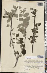Cotoneaster, Eastern Europe, Lower Volga region (E9) (Russia)