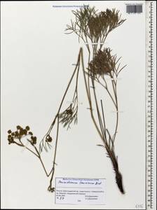 Peucedanum ruthenicum M. Bieb., Caucasus, Black Sea Shore (from Novorossiysk to Adler) (K3) (Russia)