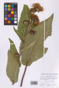 Inula helenium L., Eastern Europe, Moscow region (E4a) (Russia)