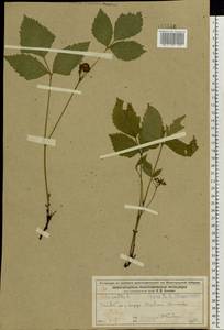 Rubus saxatilis L., Eastern Europe, Volga-Kama region (E7) (Russia)