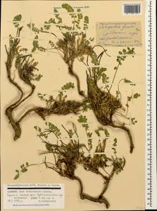 Astragalus frickii Bunge, Caucasus, North Ossetia, Ingushetia & Chechnya (K1c) (Russia)