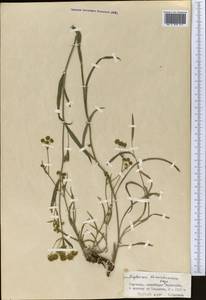 Bupleurum thianschanicum Freyn, Middle Asia, Northern & Central Tian Shan (M4) (Kyrgyzstan)