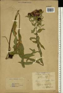 Centaurea stenolepis A. Kern., Eastern Europe, Eastern region (E10) (Russia)
