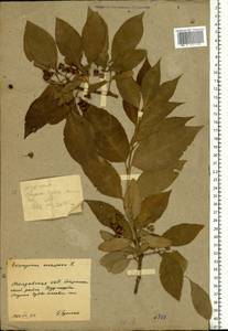 Euonymus europaeus L., Eastern Europe, Moldova (E13a) (Moldova)