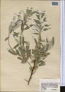 Elaeagnus angustifolia subsp. angustifolia, Middle Asia, Muyunkumy, Balkhash & Betpak-Dala (M9) (Kazakhstan)