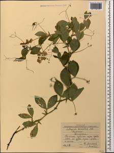 Lathyrus miniatus M.Bieb. ex Steven, Caucasus, Armenia (K5) (Armenia)