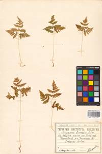 Gymnocarpium dryopteris (L.) Newman, Siberia, Western Siberia (S1) (Russia)