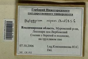 Platygyrium repens (Brid.) Schimp., Bryophytes, Bryophytes - Middle Russia (B6) (Russia)