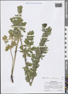 Thalictrum flavum L., Eastern Europe, Middle Volga region (E8) (Russia)