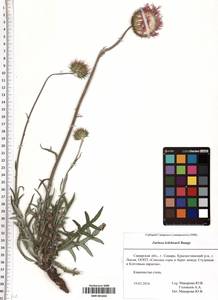SMR001842, Jurinea ledebourii Bunge, Eastern Europe, Middle Volga region (E8) (Russia)
