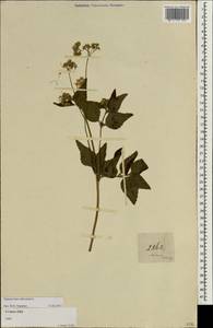 Chromolaena odorata (L.) R. King & H. Rob., South Asia, South Asia (Asia outside ex-Soviet states and Mongolia) (ASIA) (Malaysia)