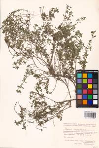 MHA 0 157 548, Thymus serpyllum L., Eastern Europe, Eastern region (E10) (Russia)