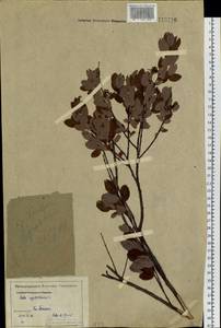Salix myrtilloides L., Siberia, Western Siberia (S1) (Russia)