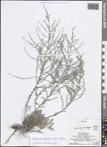 Artemisia lercheana Weber ex Stechm., Eastern Europe, Rostov Oblast (E12a) (Russia)