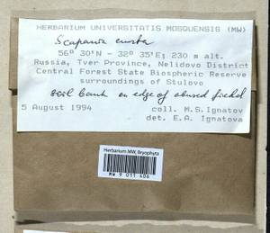 Scapania curta (Mart.) Dumort., Bryophytes, Bryophytes - Middle Russia (B6) (Russia)